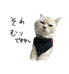 ねこ (スコ ちくわ)（個別スタンプ：29）