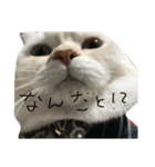 ねこ (スコ ちくわ)（個別スタンプ：30）