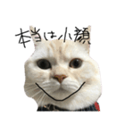 ねこ (スコ ちくわ)（個別スタンプ：31）