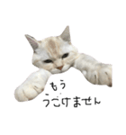 ねこ (スコ ちくわ)（個別スタンプ：32）