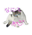 ツンデレヤンヤン（個別スタンプ：4）