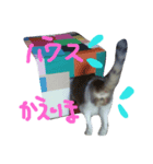 ツンデレヤンヤン（個別スタンプ：5）