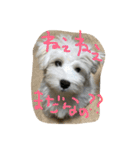 もふ太郎（個別スタンプ：1）