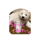 もふ太郎（個別スタンプ：2）