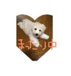 もふ太郎（個別スタンプ：3）