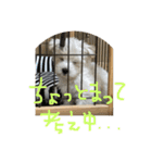 もふ太郎（個別スタンプ：8）
