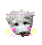 もふ太郎（個別スタンプ：9）
