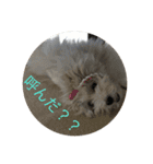 もふ太郎（個別スタンプ：13）