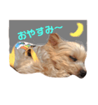 モコちゃん(13)のスタンプ（個別スタンプ：4）