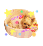 モコちゃん(13)のスタンプ（個別スタンプ：10）