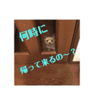 モコちゃん(13)のスタンプ（個別スタンプ：32）