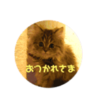 チンチラのミラちゃん（個別スタンプ：3）