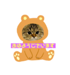チンチラのミラちゃん（個別スタンプ：5）