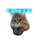 チンチラのミラちゃん（個別スタンプ：8）