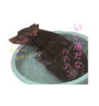 chiyacyanのスタンプ（個別スタンプ：11）