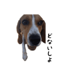こたろうの関西弁（個別スタンプ：21）