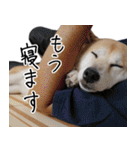 柴犬小春 Kohachannel実写（個別スタンプ：11）