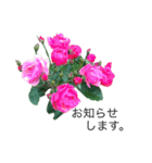 yasuおばさんの薔薇のささやき（個別スタンプ：26）