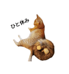うちの猫なんですって。（個別スタンプ：2）