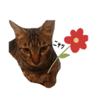 うちの猫なんですって。（個別スタンプ：5）