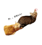 うちの猫なんですって。（個別スタンプ：7）