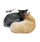 うちの猫なんですって。（個別スタンプ：9）