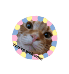 うちの猫なんですって。（個別スタンプ：10）
