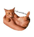 うちの猫なんですって。（個別スタンプ：11）