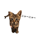 うちの猫なんですって。（個別スタンプ：12）