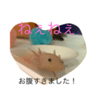 ウーパールーパーダヨー！（個別スタンプ：1）