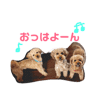 プーちゃんの毎日❤（個別スタンプ：1）