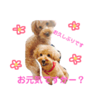 プーちゃんの毎日❤（個別スタンプ：11）