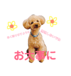 プーちゃんの毎日❤（個別スタンプ：15）