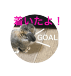 ウサコフレーズ（個別スタンプ：1）