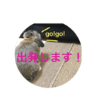 ウサコフレーズ（個別スタンプ：2）