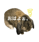 ウサコフレーズ（個別スタンプ：5）