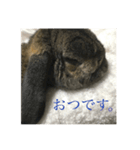 ウサコフレーズ（個別スタンプ：8）