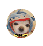 狂犬チワワスタンプ（個別スタンプ：17）