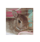 うさぎのいる生活。（個別スタンプ：1）