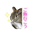 うさぎのいる生活。（個別スタンプ：2）