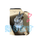 うさぎのいる生活。（個別スタンプ：3）