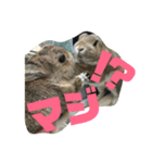 うさぎのいる生活。（個別スタンプ：7）