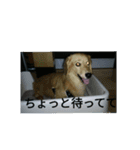 ショコラと仲良しな仲間達（個別スタンプ：3）