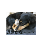 ショコラと仲良しな仲間達（個別スタンプ：4）