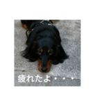 ショコラと仲良しな仲間達（個別スタンプ：7）