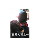 ショコラと仲良しな仲間達（個別スタンプ：13）