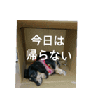 ショコラと仲良しな仲間達（個別スタンプ：14）