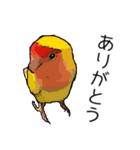 インコのジル（個別スタンプ：1）