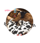 わんにゃんの毎日❤（個別スタンプ：2）