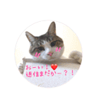 わんにゃんの毎日❤（個別スタンプ：3）